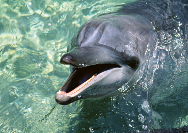 Фотообои дельфин разговор (animals-0000343)
