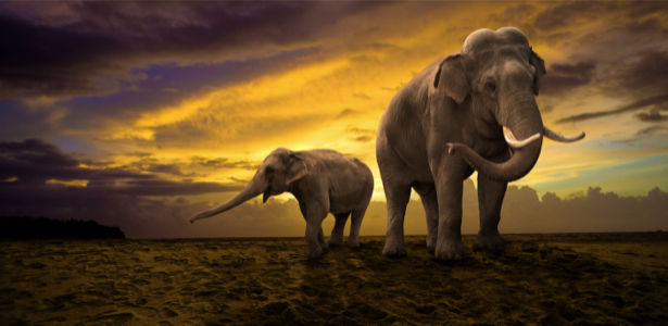 Фотообои Слоны зкат (animals-0000433)