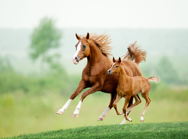 Фотообои Лошадь с жеребенком (animals-514)