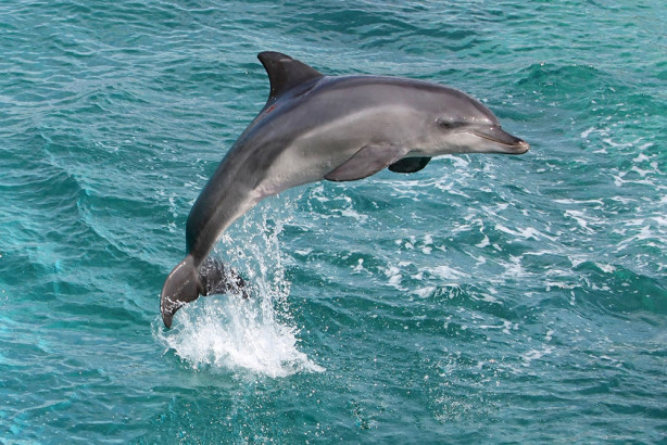 Фотообои Прыжок дельфина (animals-520)