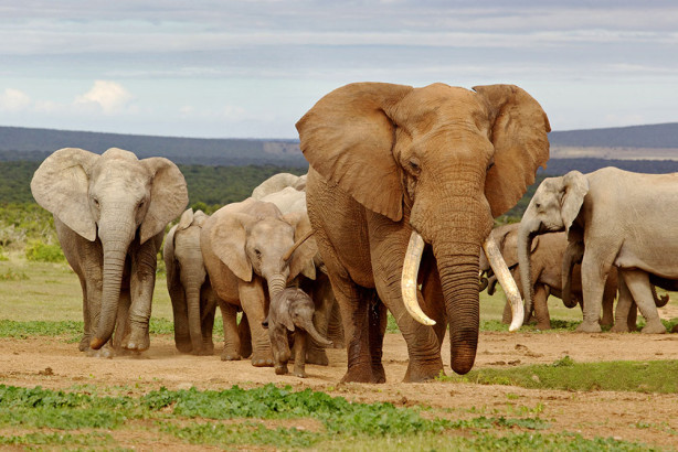Фотообои Поход слонов (animals-552)