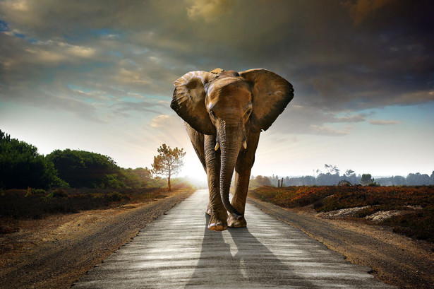 Фотообои Слон на восходе (animals-555)