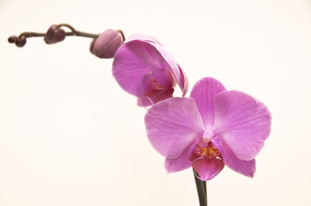 Фотообои на стену цветы орхидея (flowers-0000029)