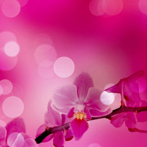 Розовая орхидея фотообои на стену цветы (flowers-0000036)