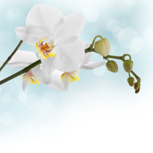 Обои на стену с цветами Белая орхидея (flowers-0000057)