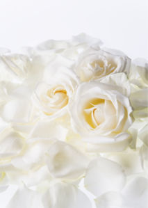 Белые розы фотообои на стену цветы (flowers-0000099)