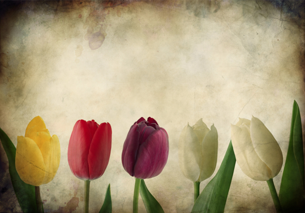 Разноцветные тюльпаны фотообои (flowers-0000167)