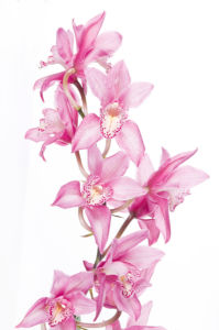 Фото обои Ветка розовой орхидеи (flowers-0000301)
