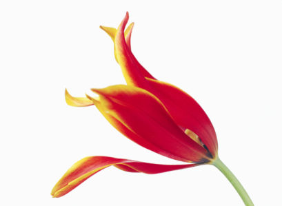 Фотообои на стену цветок - Красный тюльпан (flowers-0000359)