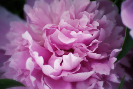 Обои фото цветок цветок пиона, пион (flowers-0000484)