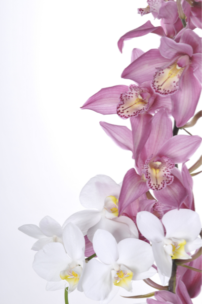 Цветок фото обои ветка орхидеи (flowers-0000559)
