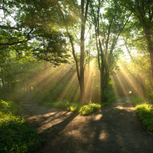 Фотообои лес дорога солнце (nature-00511)
