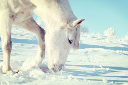 Фотообои лошадь зимой на снегу (animals-0000017)