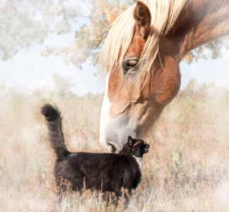 Фотообои  кот и конь (animals-0000388)