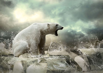 Белый медведь фотообои (animals-0000505)