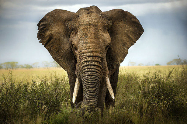 Фотообои Величественный слон (animals-542)