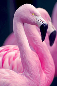 Фотообои Розовый Фламинго (animals-566)