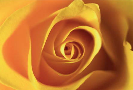 Желтая роза обои на стену цветы (flowers-0000091)
