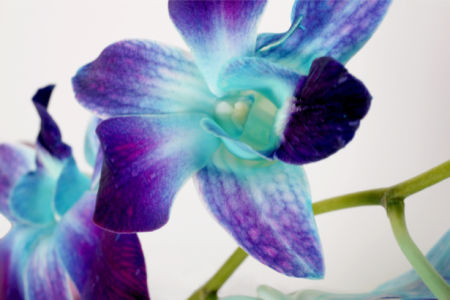 Обои для стен фото Синие орхидеи (flowers-0000132)