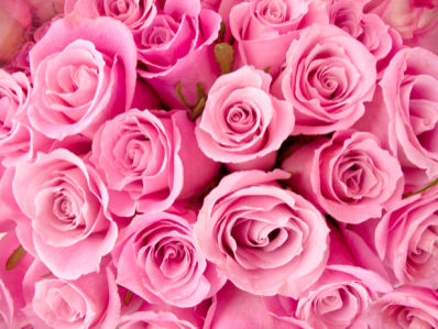 Розовые розы фотообои цветов (flowers-0000287)
