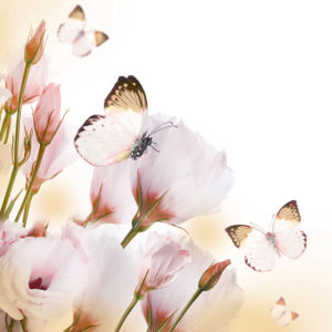 Обои на стену белые цветы, бабочки (flowers-0000576)