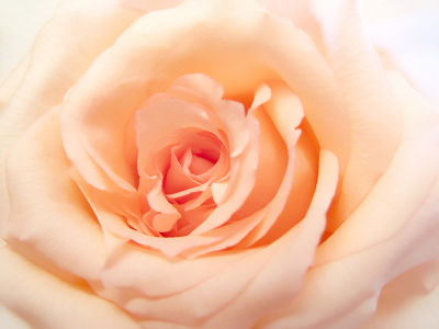 Фотообои нежная роза (flowers-762)