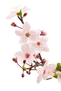Фотообои цветы сакуры (flowers-764)