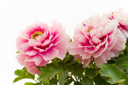 Фотообои садовые пионы (flowers-772)