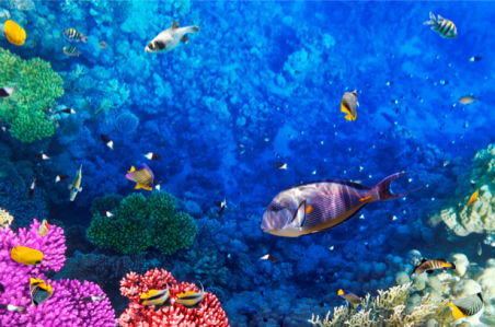 Фотообои ванную мир подводный кораллы (underwater-world-00028)