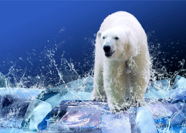 Фотообои на льду белый медведь (animals-0000049)