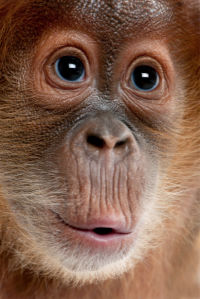 Фотообои обезьяна горилла портрет (animals-0000100)