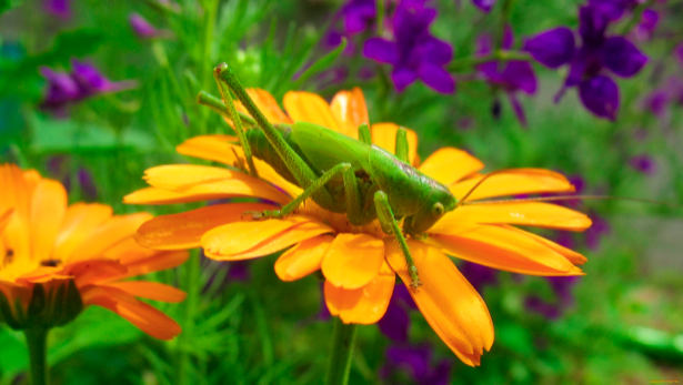 Фотообои с природой кузнечик на цветке (animals-0000126)