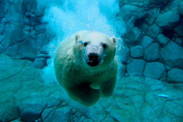 Фотообои белый медведь под водой (animals-0000222)