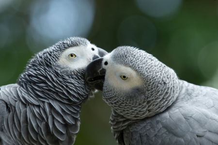 Фотообои серые ара поцелуй (animals-0000483)