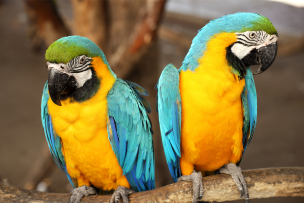 Фотообои попугаи ара пара (animals-0000496)