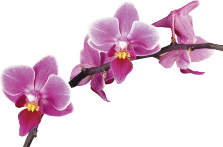 Фотообои на стену цветы Розовая орхидея (flowers-0000042)