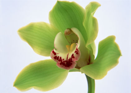 Обои цветы на стену Зеленая орхидея (flowers-0000062)