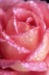 Розовая роза фотообои цветы фото (flowers-0000068)