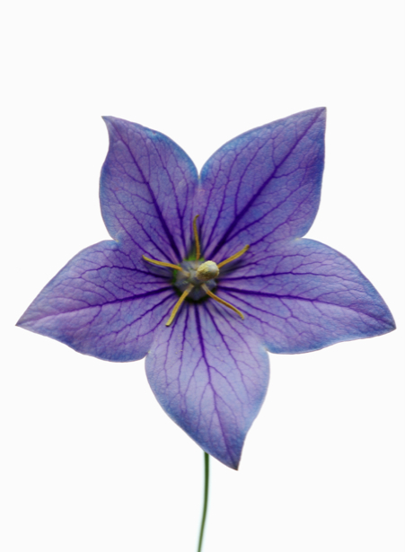 Фотообои на стену цветок - Синий колокольчик (flowers-0000366)