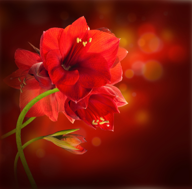 Фото обои на стену Ветки красного цветка (flowers-0000396)