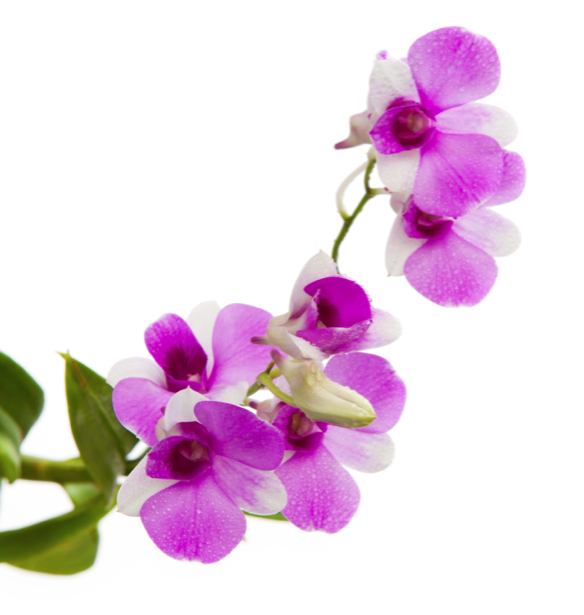 Цветочные фото обои ветка орхидеи (flowers-0000499)