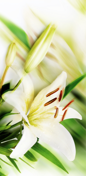 Фото обои цветок белая лилия (flowers-0000531)