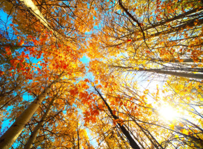 Фотообои деревья осенний лес (nature-00522)