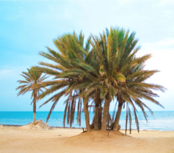 Фото обои море экзотические пальмы (sea-0000013)