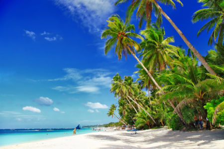 Фотообои экзотический пляж с пальмами (sea-0000191)