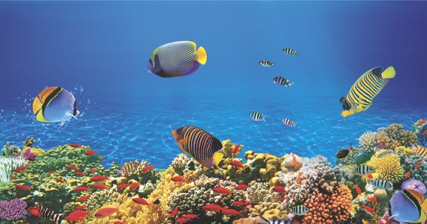 Фотообои коралловый риф рыбки (underwater-world-00056)
