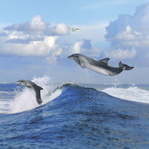 Фотообои с природой дельфины над водой (animals-0000031)