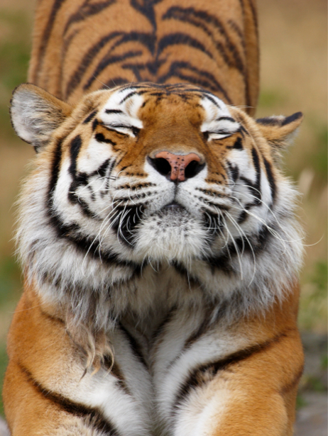 Фотообои тигр проснулся (animals-0000176)