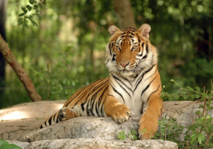 Фотообои тигр на камне (animals-0000383)