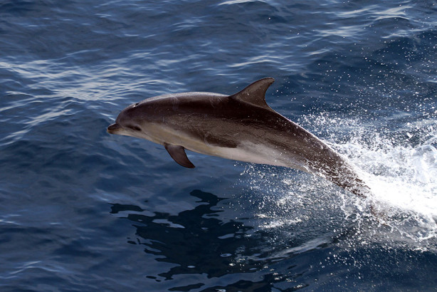 Фотообои Дельфин в море (animals-519)